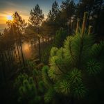 Gemini_Generated_Image_m85fdbm85fdbm85f